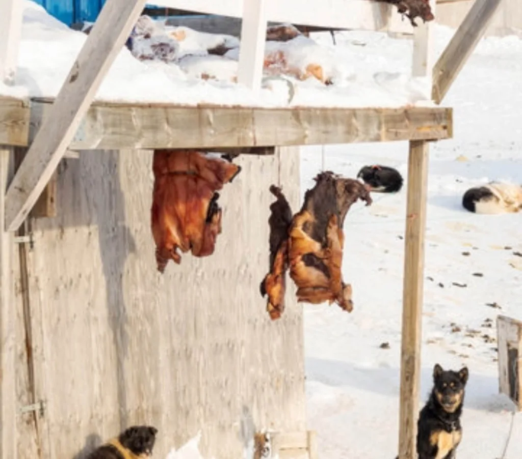 whale meat drying in Greenland, Inuit traditional diet